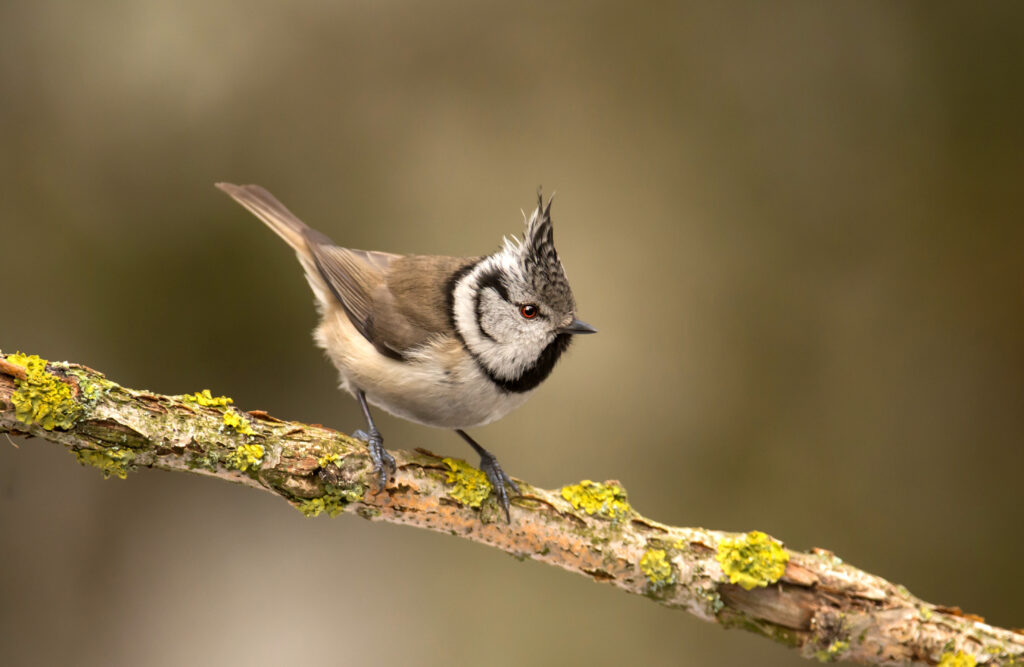 crested tit